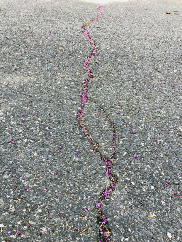 A grey concrete sidewalk, embedded with tiny pebbles. There's a huge crack running down the center, but it spirals like a strand of DNA and has become filled with purple flowers that have fallen from nearby trees. It looks like a purple stream 