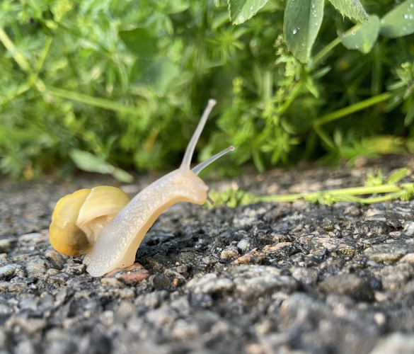 A small on an asphalt path. It has a yellow shell and beige body, and it's lifting its head high, with its antennas up in the air, and its body language almost seems to be gesturing for us to join it