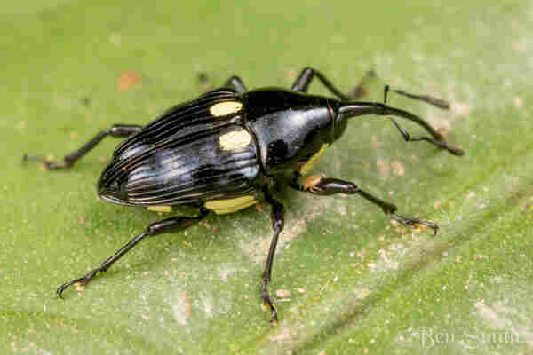 A small glossy black weevil with a long proboscis rests on a green leaf. The elytra have punctate valleys going the length and have pale yellow circles of dense setae. It has a pale pinkish tan mite clinging to its front leg. 