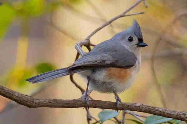 A Tufted Titmouse on a branch in the woods.
