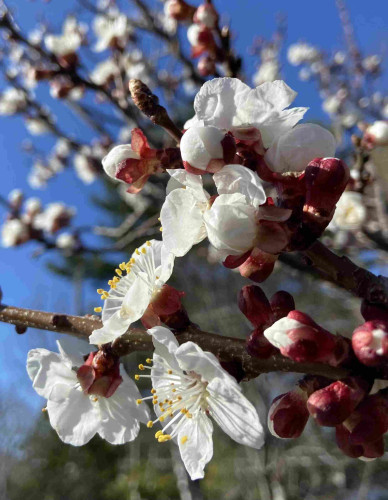 Close up of a cluster of 5 or 6 apricot blossoms in the sun, with many more in the background. The petals are white, the stamens are white with yellow tips, and the sepals and enclosed buds are red. The sky is blue.