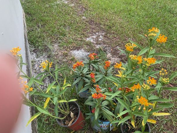 Photo of milkweed plants.  They have bright yellow and orange flowers, just waiting for the Monarch butterflies to find them.