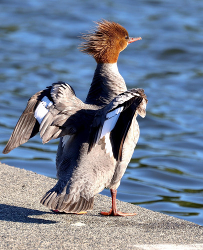 A common merganser standing on a dock with its wings half-spread, the feathers on the back of its rust-brown head stick straight backward in curious but typical merganser fashion. Its body is grayish with white patches on the wings.