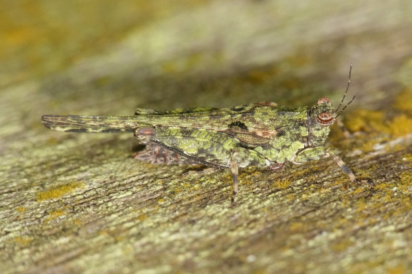 A tiny grasshopper-like insect, with a mottled greenish body.
