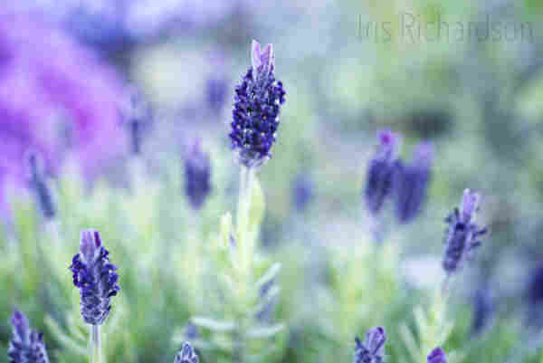 Vivid purple lavender flowers dominate the foreground against a soft-focus background of greenery and blooms. The image captures the natural beauty and delicate structure of the lavender spikes in a garden setting. Artist Iris Richardson, Galleries Pixel, Pictorem and ArtHero