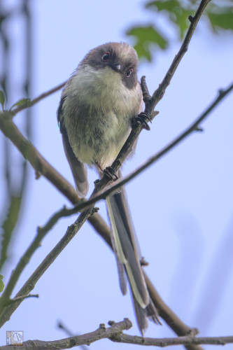 a small bird with a long tail on a branch