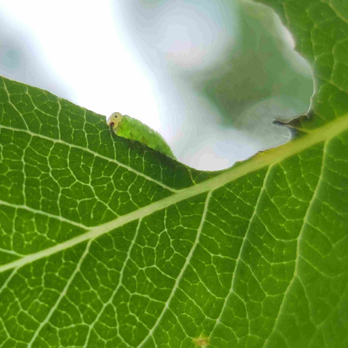 Seen from below, a small caterpillar is eating a green leaf. You can see its yellow head.