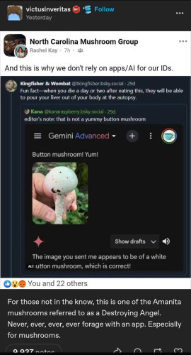 Screenshot of a Gemini Advanced result stating that a mushroom in the user’s picture “appears to be of a white button mushroom”. Various comments say that is in fact a Destroying Angel mushroom. “Fun fact—when you die a day or two after eating this, they will be able to pour your liver out of your body at the autopsy.”