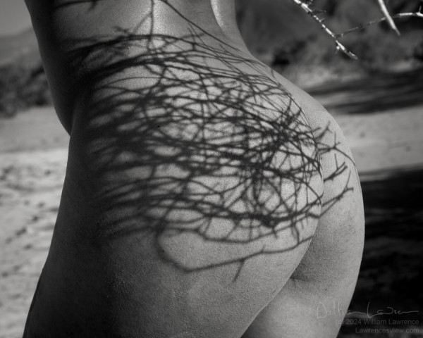 Black and white bodyscape of Model Kayla standing nude, low back to upper thigh, casting a shadow on her butt by holding up a piece of dead sagebrush.