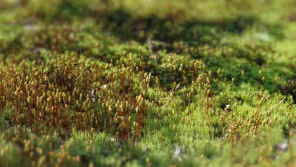 A carpet of different mosses at the edge of the forest 