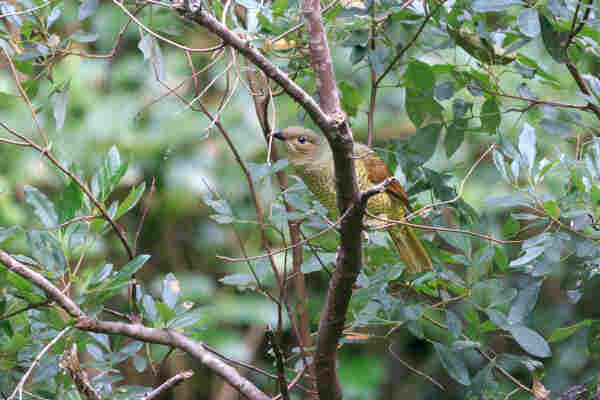 A green and olive, medium sized bird, with purple eyes and a scalloped underside, perches behind a branch, looking back towards the camera. 