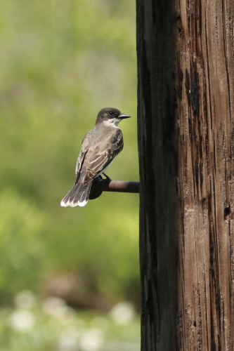 An Eastern Kingbird perched on a metal spike on the side of a telephone pole, looking to the right of the camera, with dark grey head, lighter grey back and wings, and white throat and tips of its tail.