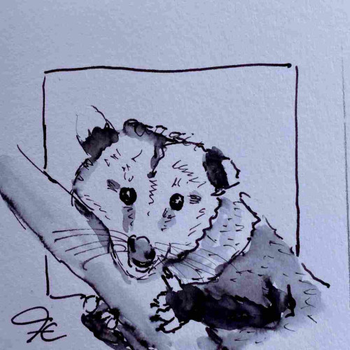 Wasservermalte Tintenzeichnung eines Opossums, das an einem schrägen Baumstamm klettert.