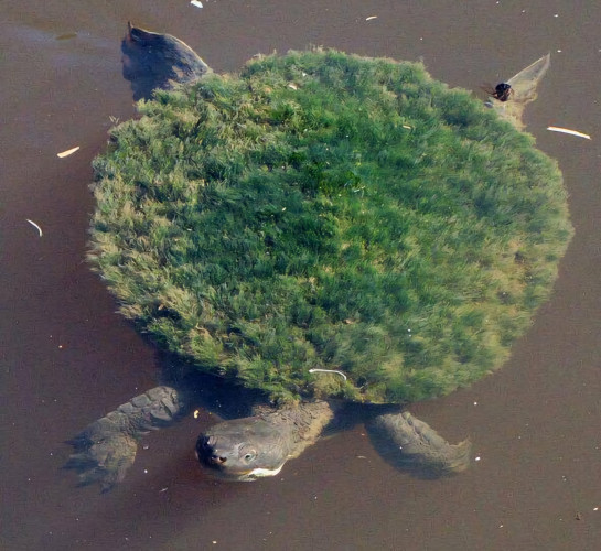 A large turtle with a relatively flat shell, every square inch of which is covered in plant life. It looks like an island in the sea 