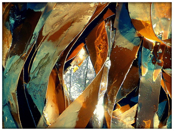 A colour photograph showing ribbons of glistening brown seaweed passing vertically though the frame.