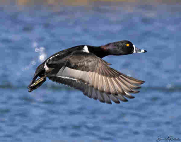 dark-headed, dark-backed duck with gray wings, yellow eye and blue/white striped bill, taking off from a pond