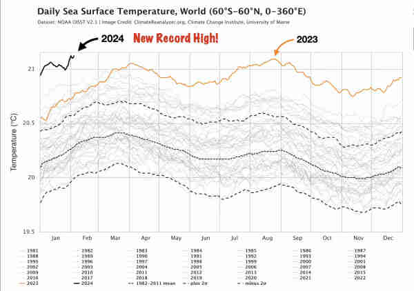 Line graph shows daily sea surface temperature recordings from 1981 through the present. Temperatures in 2023 were far above average for most of the year, and 2024 continues at new record highs.
