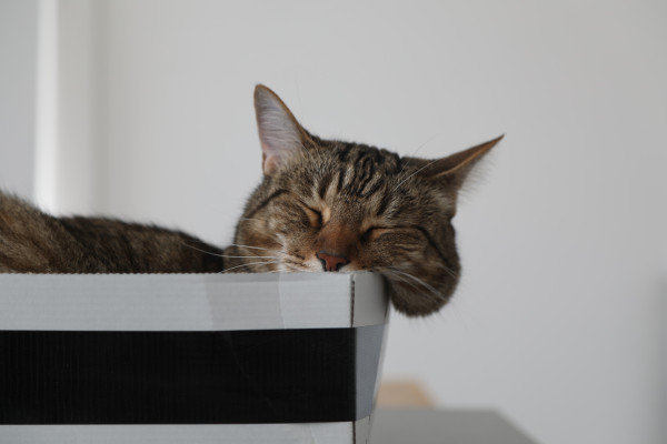 Photo taken at eye level of brown tabby boy Buddy sleeping on a shoebox. His eyes are closed, his nose light brown and mouth, barely visible, but white. He has long white whiskers. The hair on his cheek overflow the side of the box and makes it look like half of his head has turned into a thick liquid slowly spilling towards the ground. Dalí would have loved him.