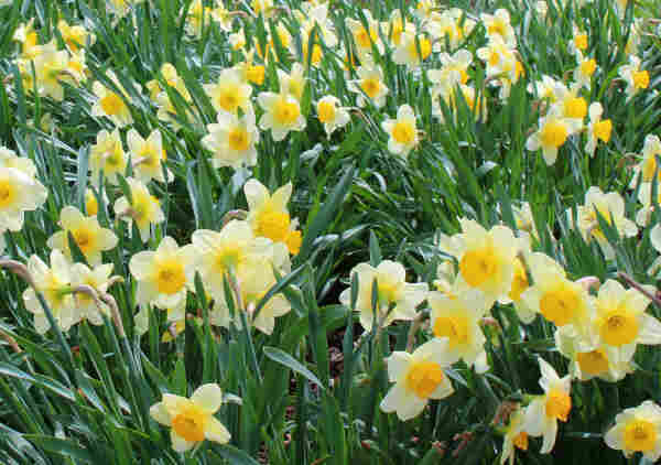 Daffodils crowded together in full bloom with pale yellow outer petals and deep darker yellow frilled cup centers. 