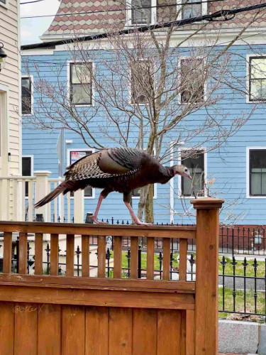 The wild turkey walking on top of a wooden fence. She’s facing right. She’s mostly black with checker pattern wings and brown tail feathers. A stunning big bird.

There’s a light blue house across the street in the background, which makes a nice contrast to the dark colored bird. A bare deciduous tree in the front yard of the corner house is also in the background. 

Vertical snapshot from the sidewalk.