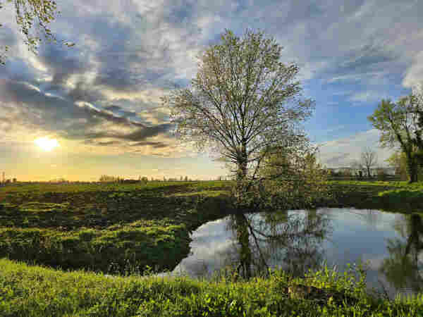 A tranquil rural landscape at sunset, with the golden light of the fading sun casting a warm glow over a field. A serene pond in the foreground reflects a solitary tree with budding leaves, alongside other flora gently swaying in the breeze. Fluffy clouds scatter across the sky, hinting at the end of a clear day. This peaceful scene is captured in a photo that exudes the quiet stillness of a 'Silent Sunday'.