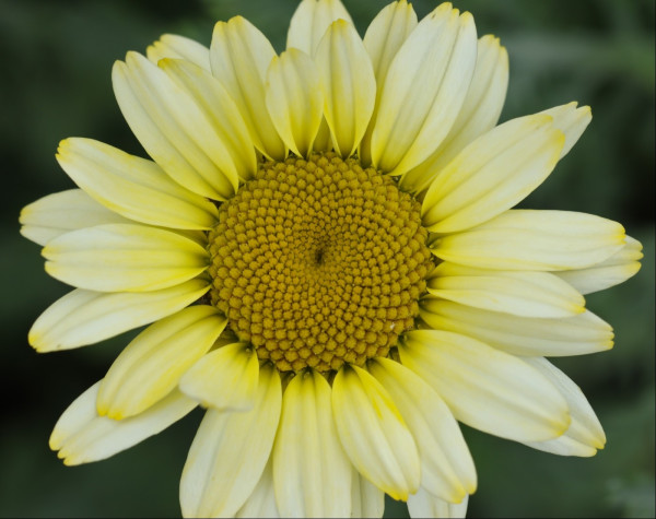 Closeup, head-on view of a bright daisy-like flower. The petals are pale yellow with darker yellow tips and bases, and have 2 parallel creases running down each petal. The centre is a darker yellow spiral of structures