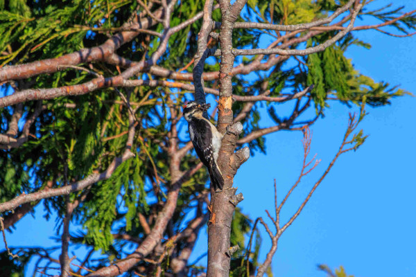 A male downy woodpecker with a beak full of bugs hangs onto the side of a cypress branch. A band of bark is missing at around the height of the bird's bill.