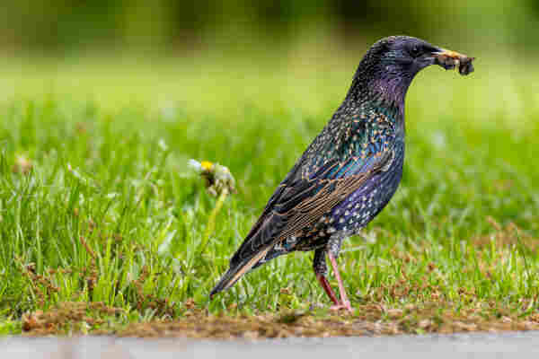 A photo of European Starling walking around on grass. It has some food in its beak which looks like it might be a bigger insect. 