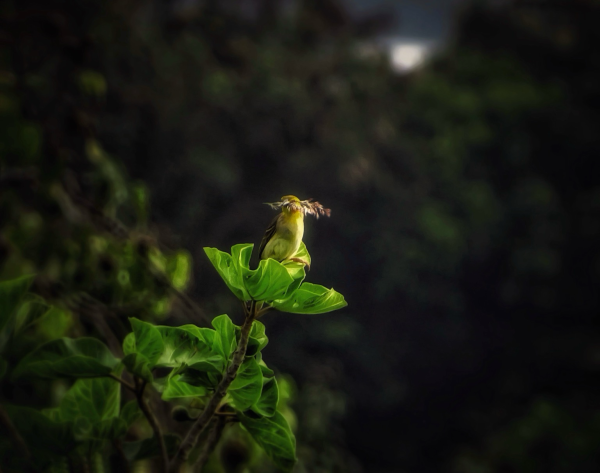 At the end of the day a small bird lands on a green fiddle leaf holding some foliage, before he flys off to his nest. A moment of zen in the Bwindi Forest, Uganda