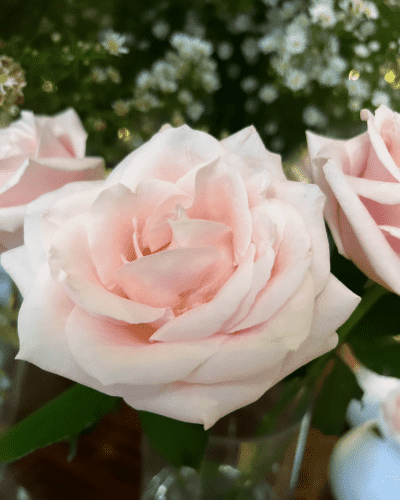 Close up photo of a dusty pink rose, with greenery and parts of other pink roses in the background.