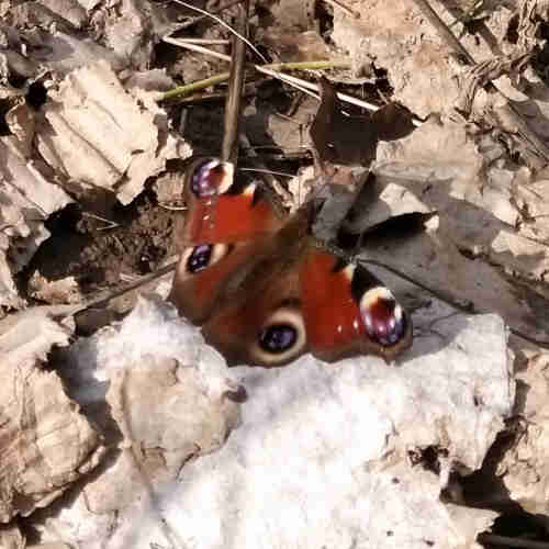A large russet winged butterfly with eye spots in purple and yellow.