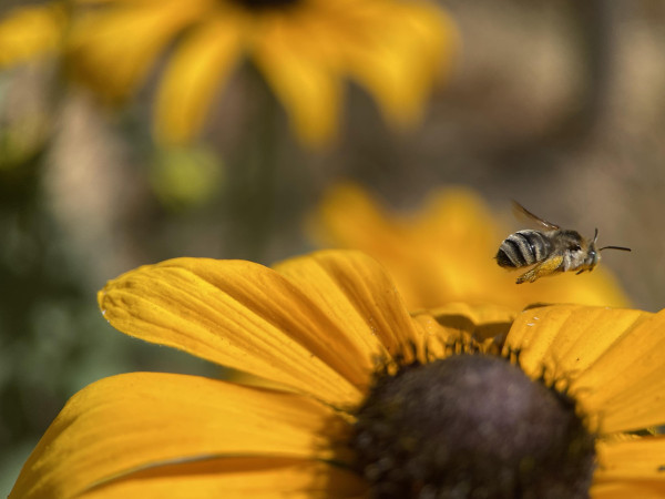 A fuzzy golden brown striped zooms off a sunflower like bloom. 