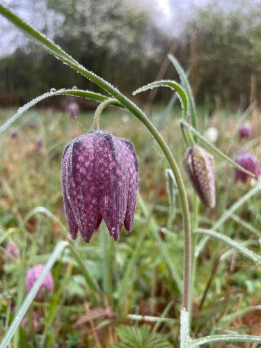 Fritillary: purple dotted hanging flower. Covered with tiny water droplets 