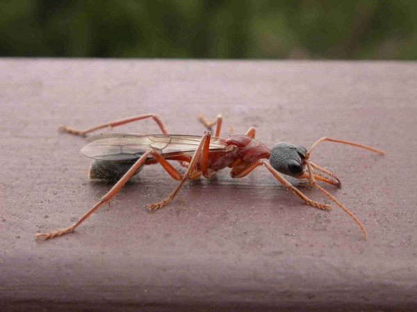 Picture of a queen ant from Canberra Australia with massive long serrated jaws.The head is rather flat and black with large eyes. The thorax, petiole and legs are red. The gaster (hind section of abdomen) is blackish with a dusting of yellow hairs.