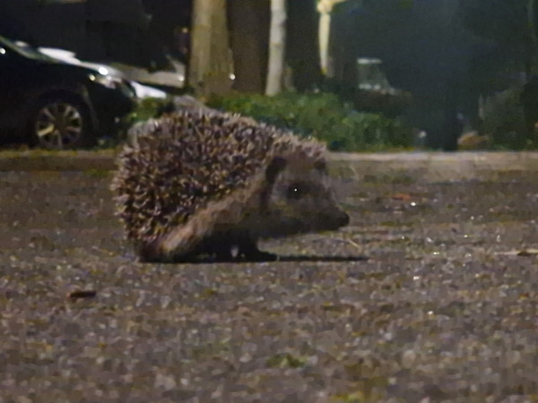 A small baby hedgehog I saw during my walk back from the gym. Used 10x zoom to keep my distance. I didn't want to scare it too much. It's mum was looking at us from the nearby bushes.