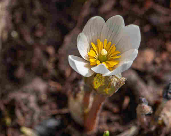 Closeup photograph of a bloodroot (Sanguinaria canadensis) flower with out of focus browns in the background. Bloodroot flowers have eight to twelve, long white petals that radiate from a center containing a large number of white stamens with yellow anthers as well as a yellow-green pistil.