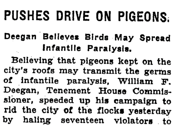 Headline from NYT: 
Pushes Drive on Pigeons
Deegan Believes Birds May Spread Infantile Paralysis. 

Article text: 

"Believing that pigeons kept on the city's roofs may transmit the germs of infantile paralysis, William F. Deegan, Tenement House Commissioner, speeded up his campaign to rid the city of the flocks yesterday by haling seventeen violators to . .. "