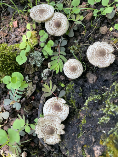 View from above of some mushrooms, moss, and other small plants. White mushrooms with brown center on the cap and speckles.