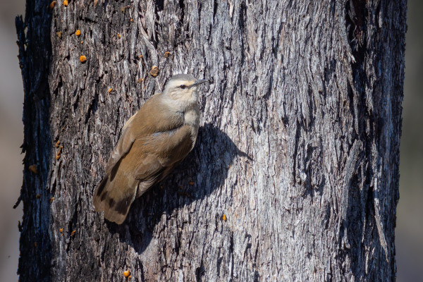 Brown bird with light eyebrows, clinging to bark, looking back at us