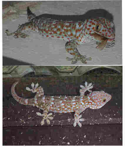 Two images, one above the other, of a male tokay gecko with grey body, spotted with orange and white. Feet and toes spread out. The gecko in the top image is on a white wall and is showing a large grey-green eye with black vertical pupil slit. It has a winged ant in its mouth. The gecko in the image below is resting on a dark brown wooden beam. The tail is curved upwards.
