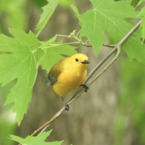 An absolutely gorgeous little bird crouches on a branch, framed in green maple leaves. He is almost pure, clear yellow with shining black eyes and a black beak and feet. His wings are dark yellow grading into dark gray.