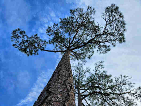 Looking straight up the trunk of a giant pine tree, reaching far up into the sky, where to the right of the tree and its pine-green branches is a blanket of white cloud formations yet to the left of the trunk and its pine-green branches is a brilliant blue sky with only smoke-like hints of any cloud activity.