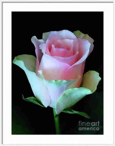 A delicately pink rose stands out against a dark background, its petals smoothly transitioning from a soft white to a gentle blush pink. The rose appears elegant and has a soft, painterly effect to it, suggesting an air of romance and beauty.