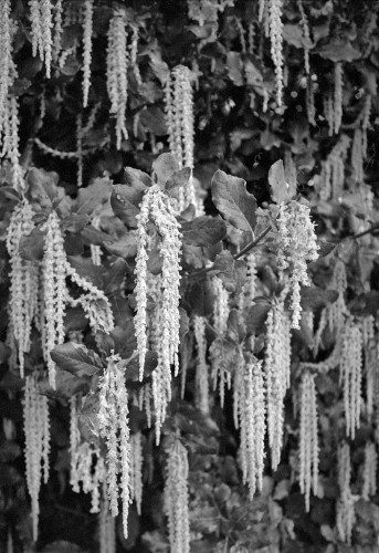 Black and white portrait format fairly close-up image of a plant with lots of long dangling flower-like structures. Some have been draped sideways by the wind, adding a bit of disruption to the parallel lines.