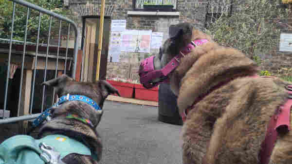 Two dogs waiting outside a polling station.