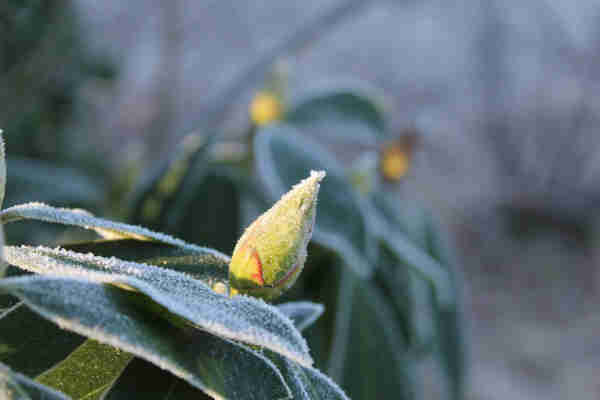 Bud from Rhododendron with frostpixesl