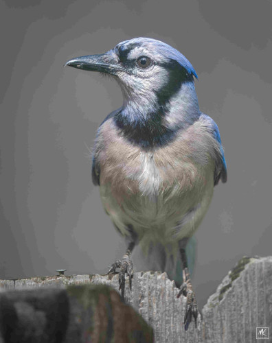 Close up color photo of a blue jay standing on top of a wooden fence board with its head turn to the side. 