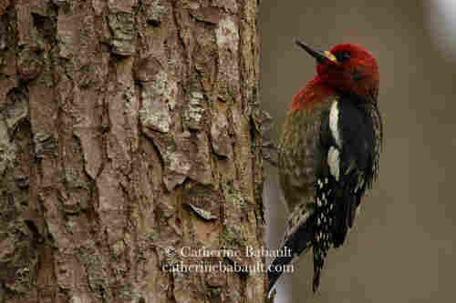 Bird with a red head and breast, the rest of the body is black and white. It's on the side of the tree looking for insects and tree sap.