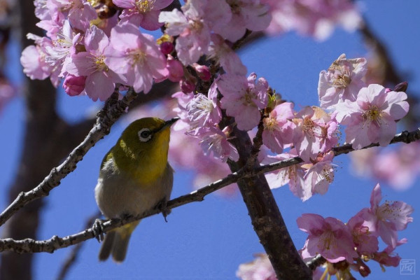 a small green yellow and white bird in a blooming cherry tree against a blue sky