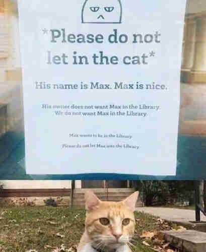 Paper note taped to the glass above an orange tubby cat looking in.

"Please do not let in the cat.

His name is Max. Max is nice.

His owner does not want Max in the library. We don't want Max in the library. 

Max wants to be in the library. 

Please do not let Max into the library. "



